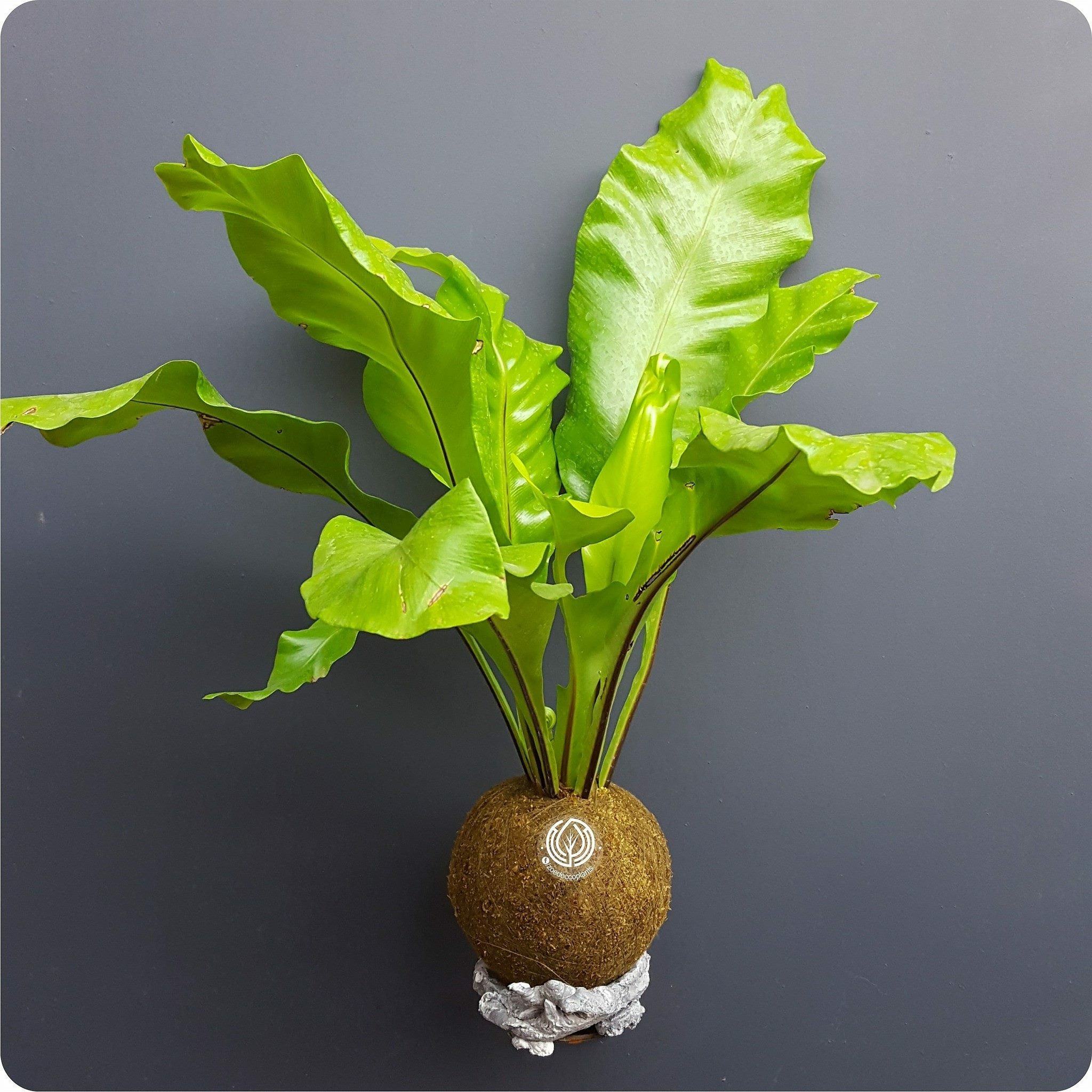 kokedama olivo