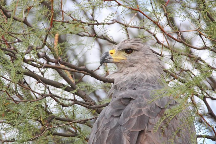 Ambiente liberó un ejemplar de águila coronada : Prensa Gobierno de Mendoza