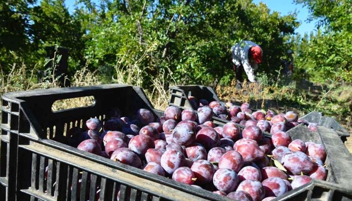 Preocupan en Mendoza los daños producidos por las catas en frutos