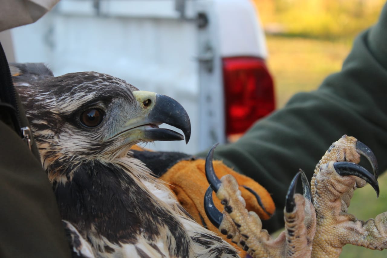 Ambiente rescató un pichón de águila coronada : Prensa Gobierno de Mendoza