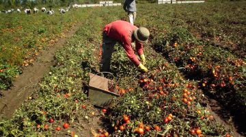 Más productores podrán acceder a los beneficios del programa de sostenimiento a las labores agrícolas y rurales
