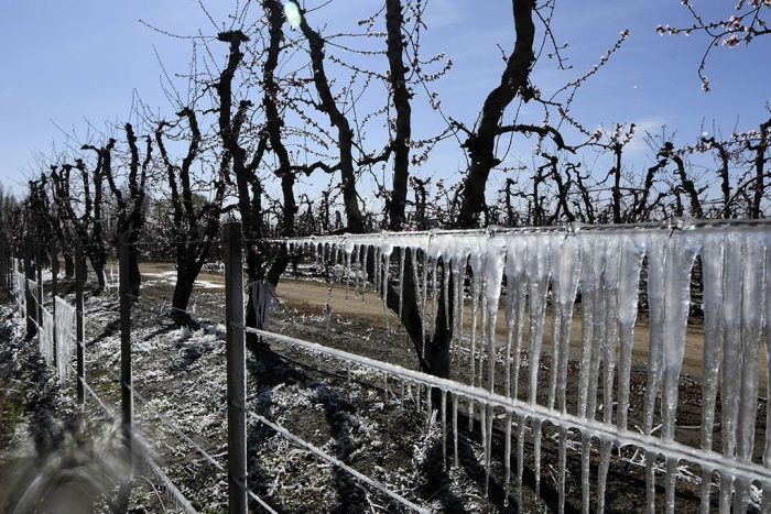 Créditos blandos para mitigar heladas tardías