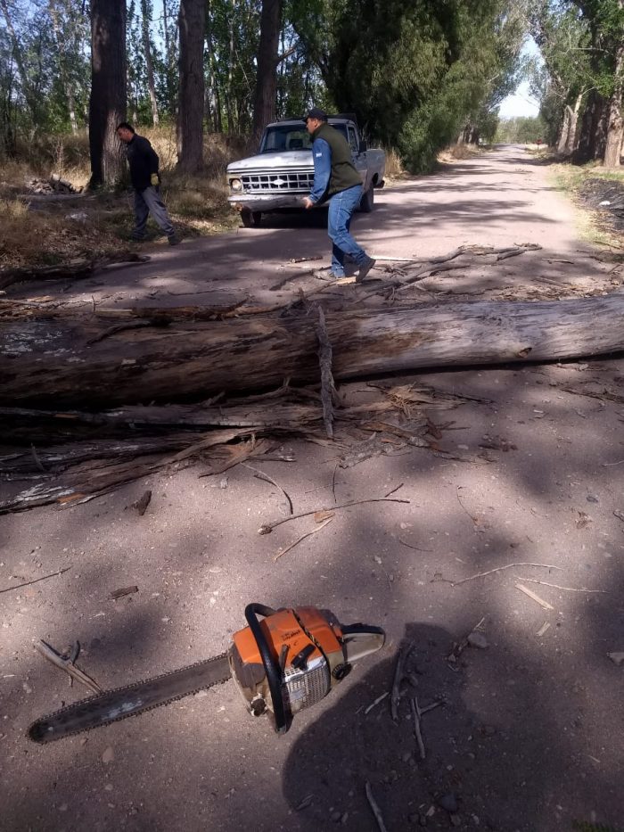 Desbloquean caminos y levantan árboles