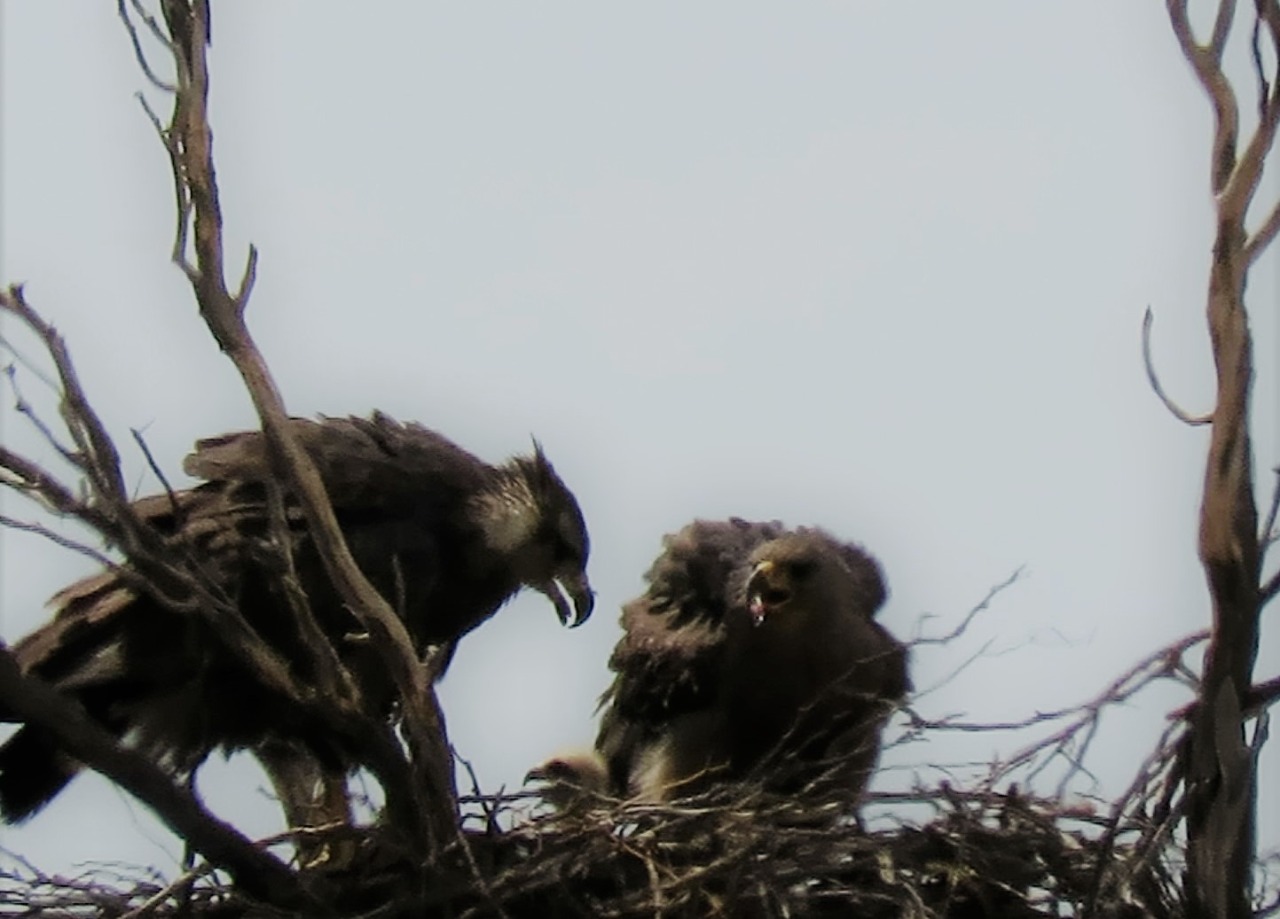 Positivo indicador ambiental: nació un nuevo pichón de águila coronada en  la provincia : Prensa Gobierno de Mendoza