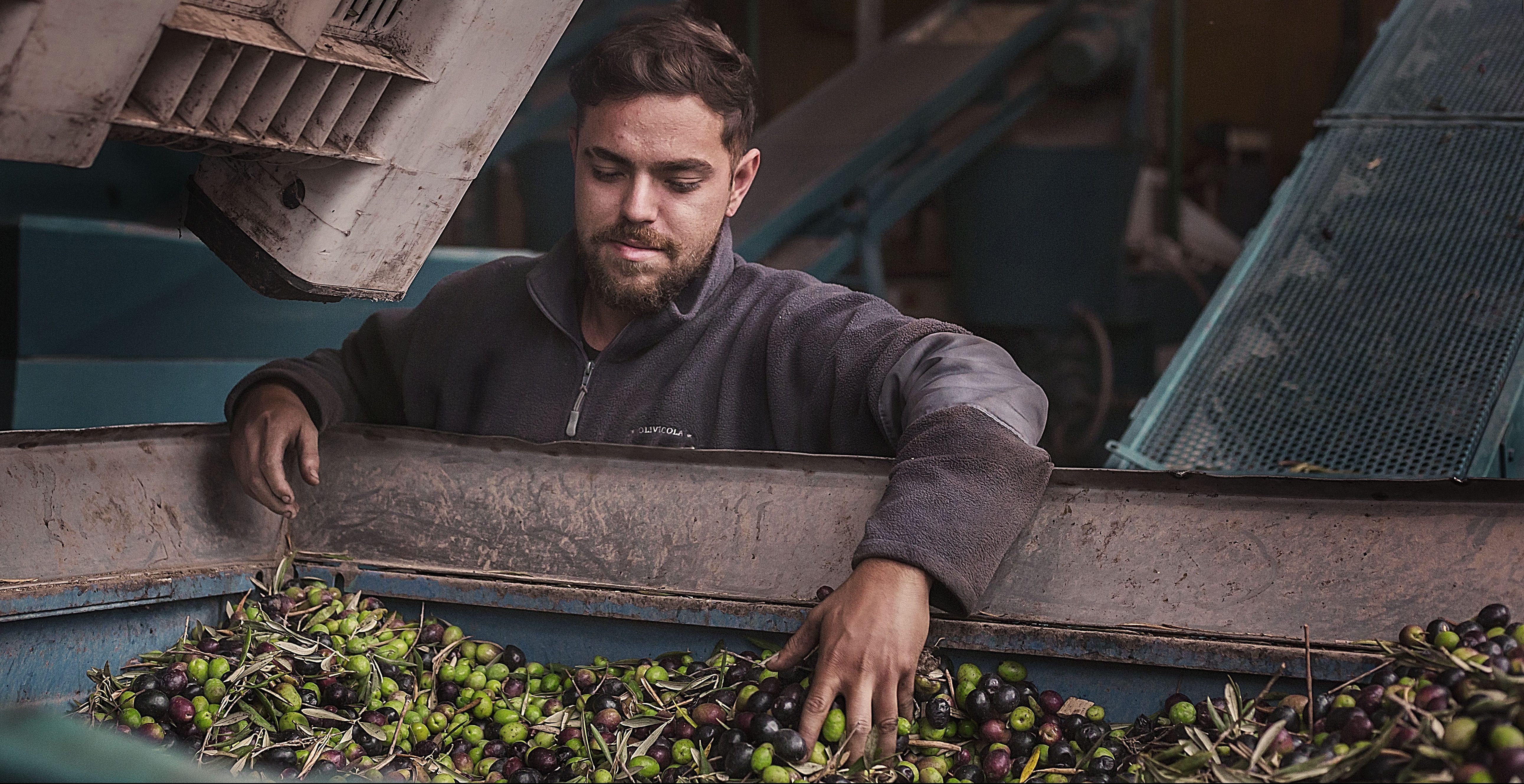 aceituna industria oliva